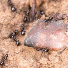 Papyrius nitidus at Whitlam, ACT - 14 Aug 2019