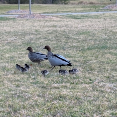 Chenonetta jubata (Australian Wood Duck) at Bowral - 14 Aug 2019 by Margot