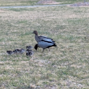 Chenonetta jubata at Bowral, NSW - 14 Aug 2019 05:09 PM