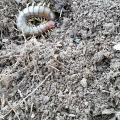 Cormocephalus aurantiipes (Orange-legged Centipede) at Yass River, NSW - 14 Aug 2019 by SenexRugosus