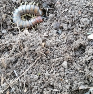 Cormocephalus aurantiipes at Yass River, NSW - 14 Aug 2019