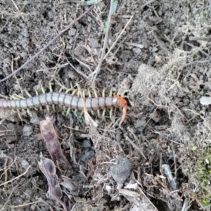 Cormocephalus aurantiipes at Yass River, NSW - 14 Aug 2019