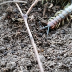 Cormocephalus aurantiipes at Yass River, NSW - 14 Aug 2019