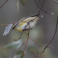 Pardalotus striatus (Striated Pardalote) at Forde, ACT - 14 Aug 2019 by AlisonMilton