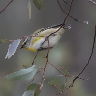 Pardalotus striatus (Striated Pardalote) at Forde, ACT - 14 Aug 2019 by AlisonMilton