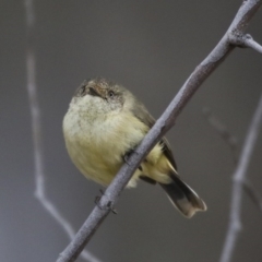 Acanthiza reguloides (Buff-rumped Thornbill) at Mulligans Flat - 14 Aug 2019 by Alison Milton