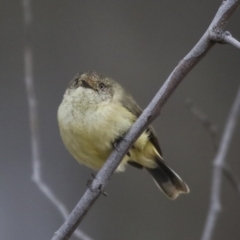 Acanthiza reguloides (Buff-rumped Thornbill) at Forde, ACT - 14 Aug 2019 by AlisonMilton