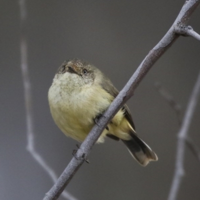 Acanthiza reguloides (Buff-rumped Thornbill) at Forde, ACT - 14 Aug 2019 by AlisonMilton