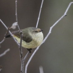 Acanthiza reguloides at Forde, ACT - 14 Aug 2019 11:37 AM