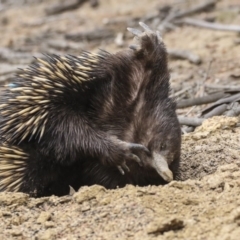 Tachyglossus aculeatus (Short-beaked Echidna) at Mulligans Flat - 14 Aug 2019 by AlisonMilton