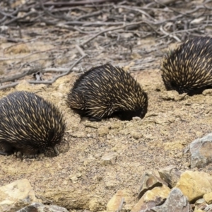 Tachyglossus aculeatus at Amaroo, ACT - 14 Aug 2019