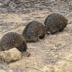 Tachyglossus aculeatus at Amaroo, ACT - 14 Aug 2019 12:01 PM