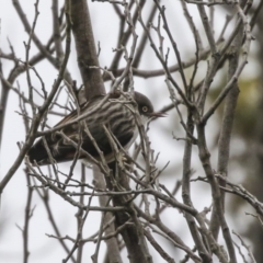 Daphoenositta chrysoptera (Varied Sittella) at Amaroo, ACT - 14 Aug 2019 by AlisonMilton