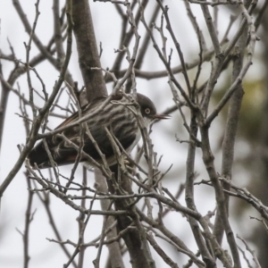 Daphoenositta chrysoptera at Amaroo, ACT - 14 Aug 2019 12:12 PM