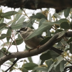 Melithreptus brevirostris (Brown-headed Honeyeater) at Mulligans Flat - 14 Aug 2019 by Alison Milton