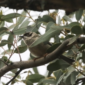 Melithreptus brevirostris at Amaroo, ACT - 14 Aug 2019