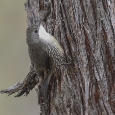 Cormobates leucophaea (White-throated Treecreeper) at Amaroo, ACT - 14 Aug 2019 by AlisonMilton