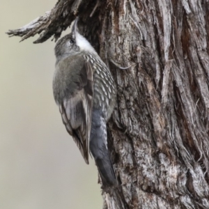 Cormobates leucophaea at Amaroo, ACT - 14 Aug 2019