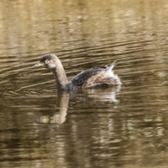 Tachybaptus novaehollandiae (Australasian Grebe) at Mulligans Flat - 14 Aug 2019 by AlisonMilton