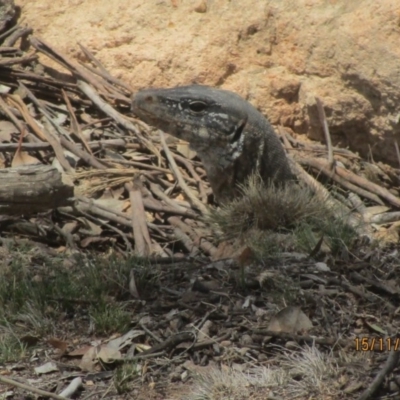 Varanus rosenbergi (Heath or Rosenberg's Monitor) at Tharwa, ACT - 15 Nov 2018 by DonFletcher