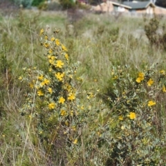 Hibbertia obtusifolia (Grey Guinea-flower) at Tuggeranong Hill - 16 Oct 1999 by michaelb