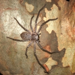 Isopeda sp. (genus) (Huntsman Spider) at Lilli Pilli, NSW - 10 Aug 2019 by jb2602