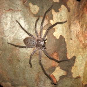 Isopeda sp. (genus) at Lilli Pilli, NSW - 10 Aug 2019 10:09 PM