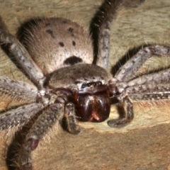 Isopeda sp. (genus) at Lilli Pilli, NSW - 10 Aug 2019 10:09 PM