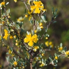 Hibbertia obtusifolia (Grey Guinea-flower) at Tuggeranong Hill - 3 Nov 2000 by michaelb