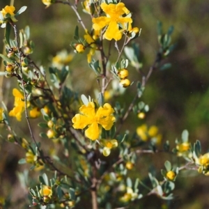 Hibbertia obtusifolia at Conder, ACT - 4 Nov 2000 12:00 AM