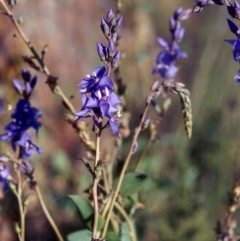 Veronica perfoliata (Digger's Speedwell) at Bonython, ACT - 13 Nov 2005 by MichaelBedingfield
