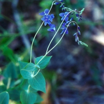 Veronica perfoliata (Digger's Speedwell) at Conder, ACT - 18 Dec 2000 by michaelb