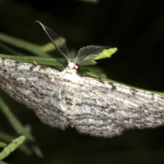 Phelotis cognata (Long-fringed Bark Moth) at Lilli Pilli, NSW - 10 Aug 2019 by jbromilow50