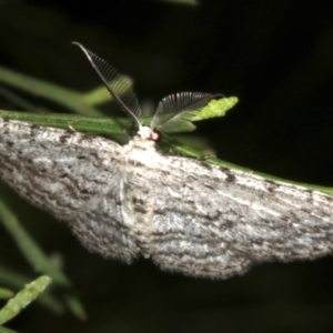 Phelotis cognata at Lilli Pilli, NSW - 10 Aug 2019 10:38 PM