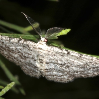 Phelotis cognata (Long-fringed Bark Moth) at Lilli Pilli, NSW - 10 Aug 2019 by jb2602