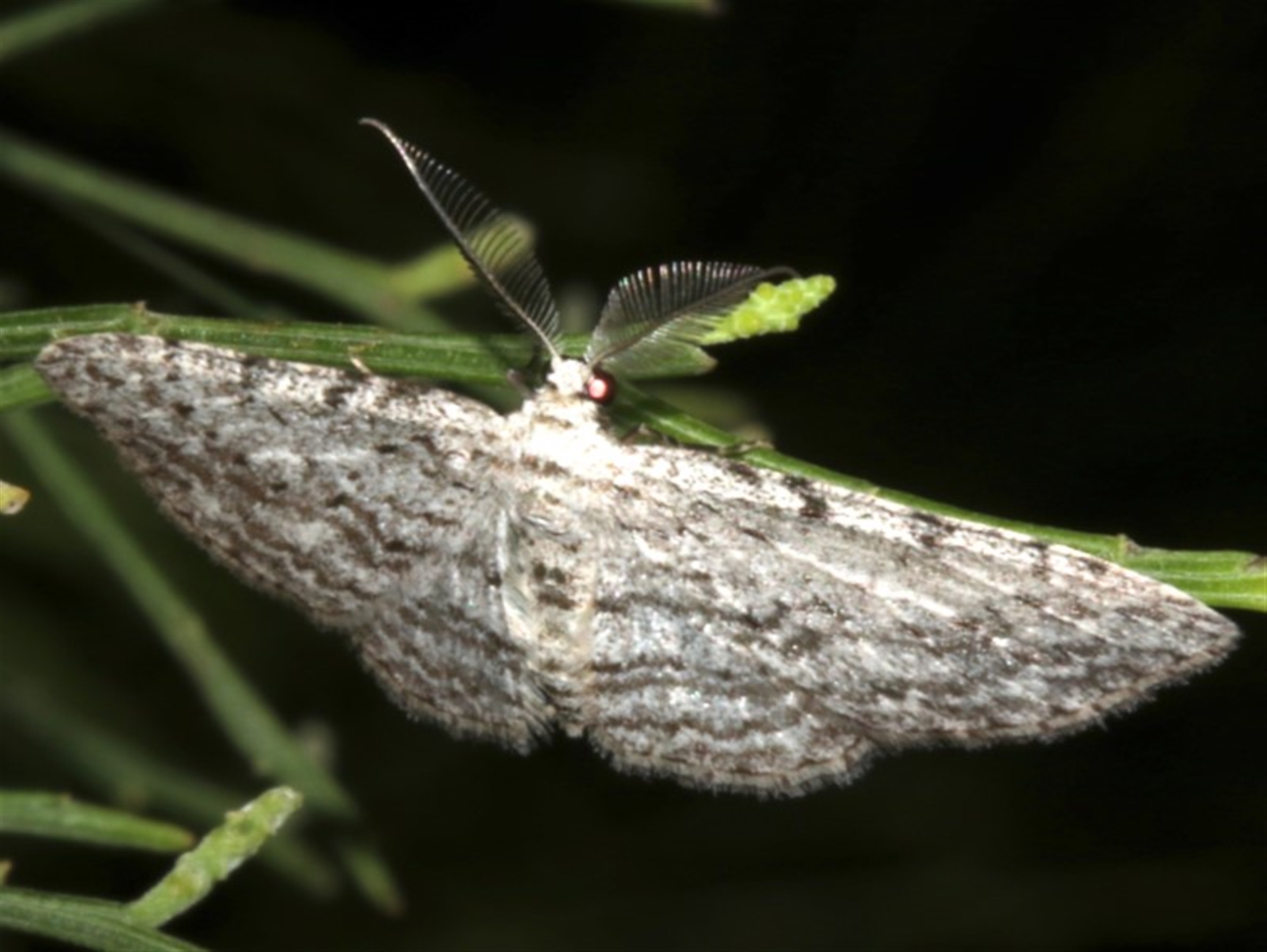 Phelotis cognata at Lilli Pilli, NSW - 10 Aug 2019 10:38 PM