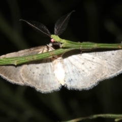 Phelotis cognata at Lilli Pilli, NSW - 10 Aug 2019