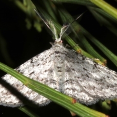 Phelotis cognata at Lilli Pilli, NSW - 10 Aug 2019