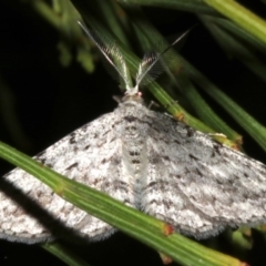 Phelotis cognata at Lilli Pilli, NSW - 10 Aug 2019 10:38 PM
