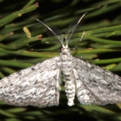 Phelotis cognata at Lilli Pilli, NSW - 10 Aug 2019 10:38 PM