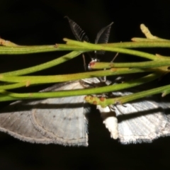Phelotis cognata at Lilli Pilli, NSW - 10 Aug 2019