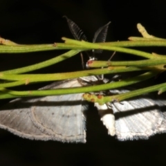Phelotis cognata at Lilli Pilli, NSW - 10 Aug 2019 10:38 PM