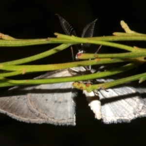 Phelotis cognata at Lilli Pilli, NSW - 10 Aug 2019 10:38 PM