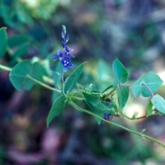 Veronica perfoliata (Digger's Speedwell) at Conder, ACT - 30 Nov 2001 by michaelb