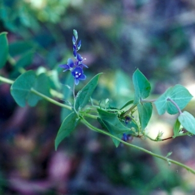Veronica perfoliata (Digger's Speedwell) at Conder, ACT - 30 Nov 2001 by michaelb