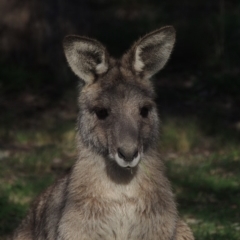 Macropus giganteus (Eastern Grey Kangaroo) at Banks, ACT - 19 Jul 2019 by MichaelBedingfield