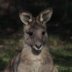 Macropus giganteus (Eastern Grey Kangaroo) at Banks, ACT - 18 Jul 2019 by michaelb