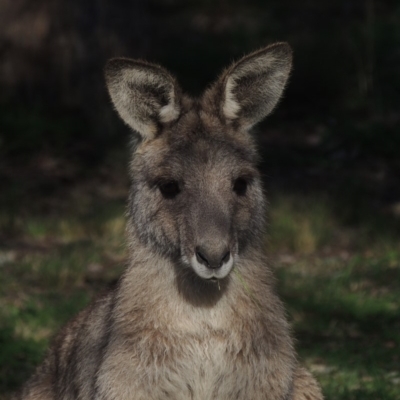 Macropus giganteus (Eastern Grey Kangaroo) at Banks, ACT - 19 Jul 2019 by MichaelBedingfield
