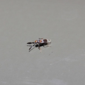 Cryptanusia sp. (genus) at Acton, ACT - 14 Aug 2019