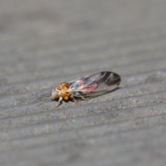 Psyllidae sp. (family) (Unidentified psyllid or lerp insect) at Hackett, ACT - 14 Aug 2019 by TimL